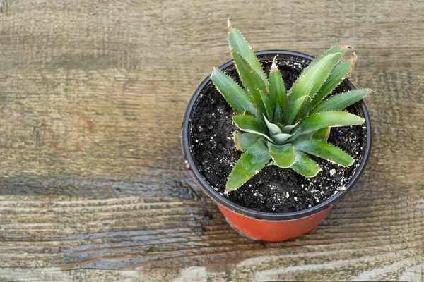 Esrar içinde ananas, ev konseptinde nasıl ananas yetiştirilir..