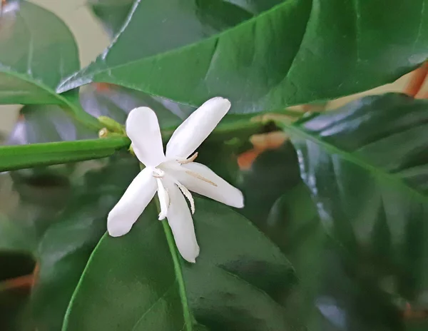 Coffee Tree Bloom Macro Tiny White Flower Star — Stock Photo, Image