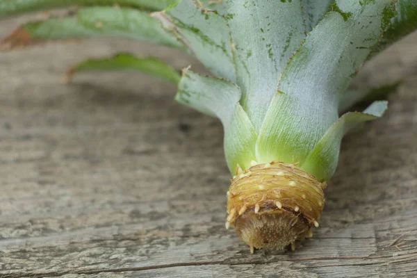 Tahta zemin üzerinde kökleri olan ananas kapağı. Yakın plan..