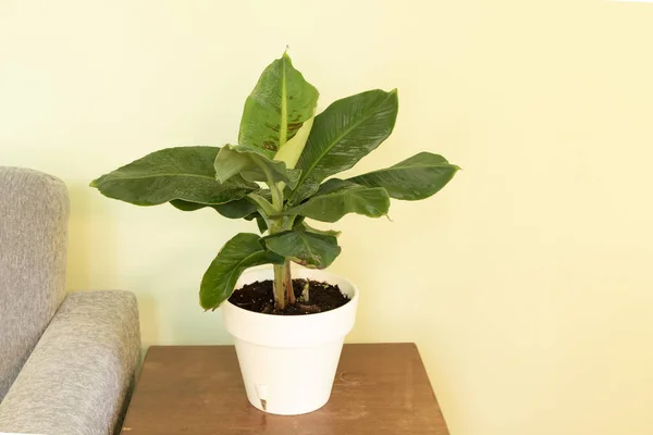 Dwerg Cavendish Bananenboom Binnen Hoe Zorg Dragen Voor Bananen Potten — Stockfoto