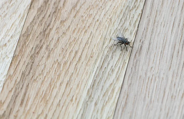 Μια μύγα σπίτι σε ξύλινο φόντο μακροεντολή αντίγραφο χώρο — Φωτογραφία Αρχείου