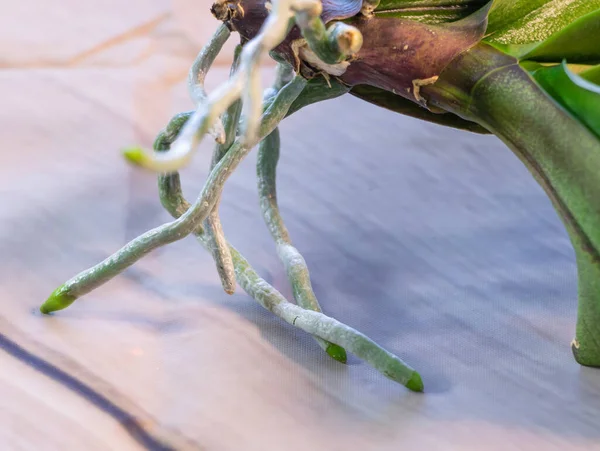 Orquídea Con Nuevas Raíces Muy Sana Recientemente Cultivada —  Fotos de Stock