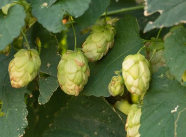 Humulus lupulus büyüyor - bira üretimi için malzeme.