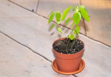 Telgraf bitkisi ya da dans eden bitki tohumu, büyüleyici bir bitki.