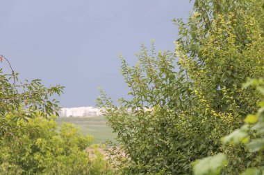 Önplanda yeşil ağaçlar ve yeşillikler, arka planda modern şehir binaları, doğa ve kentsel çevrenin aksine.