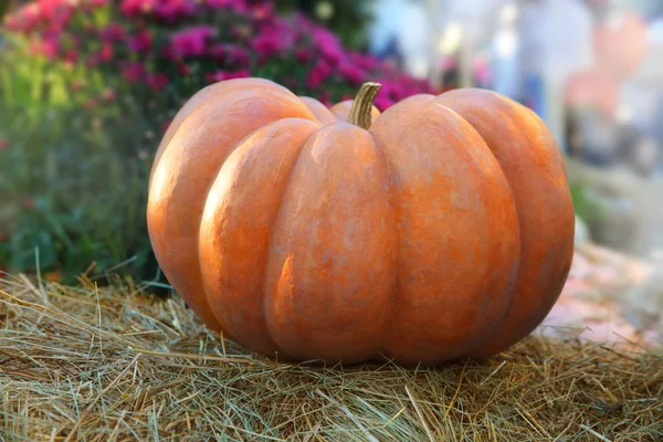 Zucca Paglia Secca Autunno Uno Sfondo Fiori Preparazione Halloween — Foto Stock