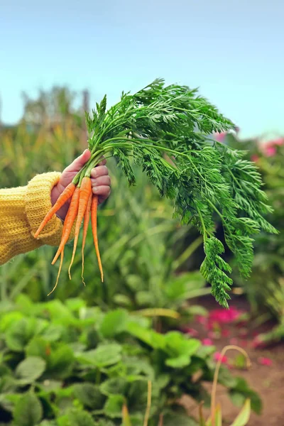 Çocuk elinde yeni seçilen genç bir havuç tutar.