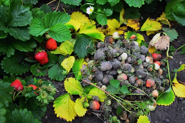  bahçede şımarık ve küflü çilek yığını