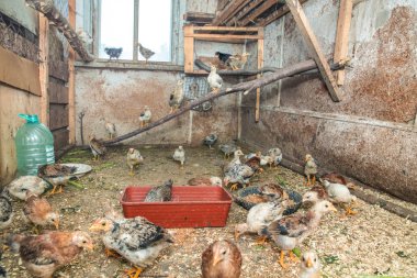 Kırsalda tavuk besleme. 