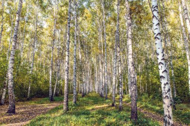 Sonbahar huş ormanı akşam güneşi ile aydınlatılmış