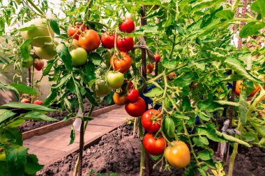 Bir seranın sapında kırmızı olgun domatesler
