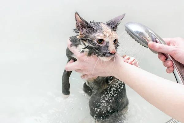 Wasbare katten onder de douche. Angst om te zwemmen — Stockfoto