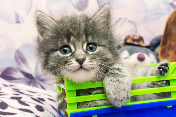 O gatinho cinza está no carro das crianças, tendo posto uma pata . — Fotografia de Stock