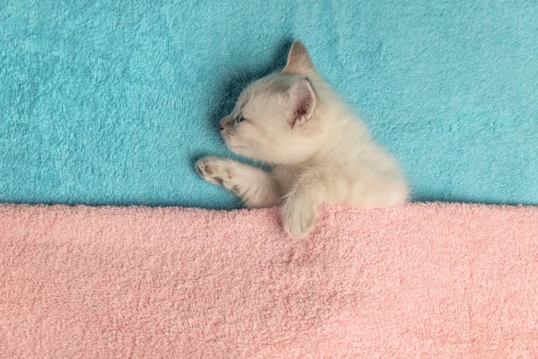 흰 작은 새끼 고양이가 수건으로 덮인 채누워 있다 — 스톡 사진
