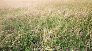 Güçlü rüzgar yeşil ve kuru otları sallar. Tarlada kırsal alan