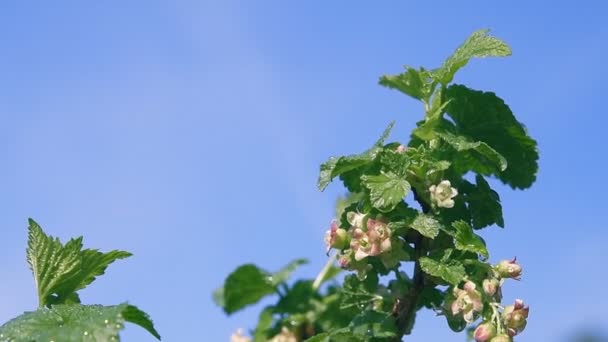 Blühender Strauch Von Johannisbeeren Frühling Und Tropfendes Regenwasser Die Pflanzen — Stockvideo