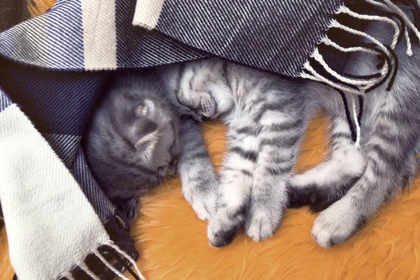 Két Skót Összecsukható Cica Kényelmesen Alszik Otthon Egy Meleg Sál — Stock Fotó