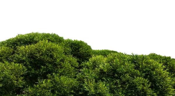 Green Bush Isolated White Background Lush Foliage Colorful Tree Top — Stock Photo, Image