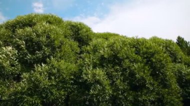 Bereketli yapraklar mavi gökyüzüne karşı rüzgarda sallanıyor. Renkli ağaç tepesi. Yükseklerden yaprak döken ormanlar. 4K video.