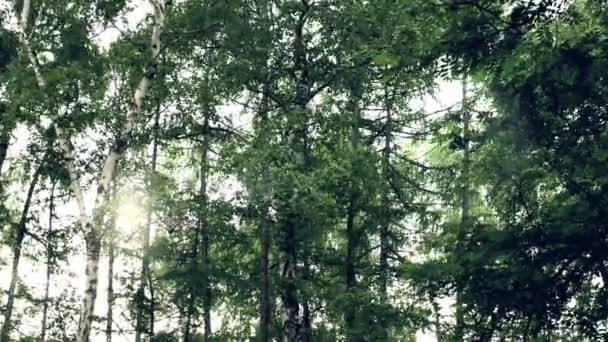 Una Lanugine Volante Nella Foresta Concetto Agente Patogeno Allergico Video — Video Stock