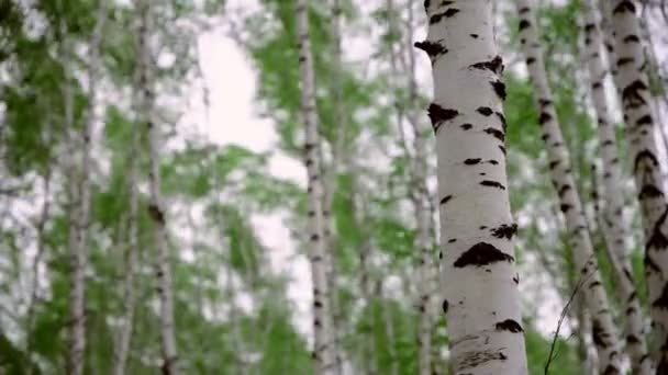 tronc de bouleau sur fond d'arbres oscillants et déconcentrés dans un vent fort. Météo saisonnière dans une boucherie. Résumé. Le bruit des feuilles et du vent. Vidéo 4K.