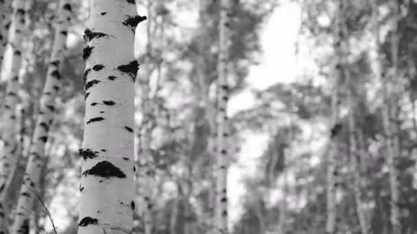 強い風の中で揺れると焦点を絞った木の背景に白樺の幹 白樺林での季節の天気 抽象的 葉や風の音 黒と白の4Kビデオ — ストック動画