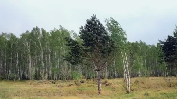 Brzozy Zielonymi Liśćmi Kołyszą Się Silnego Wiatru Drzewa Pod Niebem — Wideo stockowe