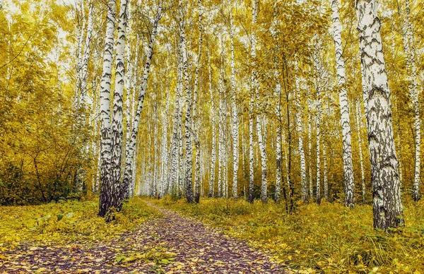 노란색 자작나무 — 스톡 사진