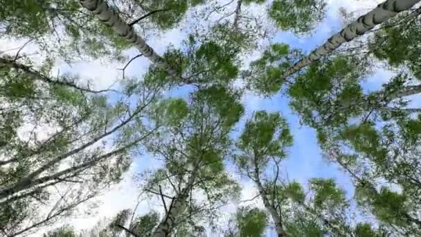 Yeşil Yapraklı Huş Ağaçlarının Tepeleri Güçlü Bir Rüzgardan Sallanıyor Ağaçlar — Stok video