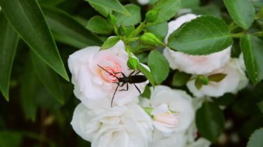 Pembe bir gülün üzerinde kahverengi böcek kabuğu. Eklembacaklı böcek kanatlı. Bahçe haşereleri kavramı. 4K video