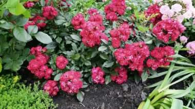 Yaz bahçesindeki güzel kırmızı ve pembe çalı gülleri. Yazlık evde çiçeklerle süslenmiş. 4K video