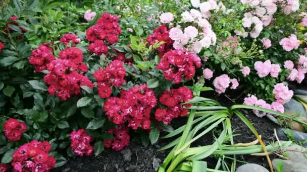 정원의 아름다운 빨강과 분홍색 별장에 꽃으로 장식하고 비디오 — 비디오