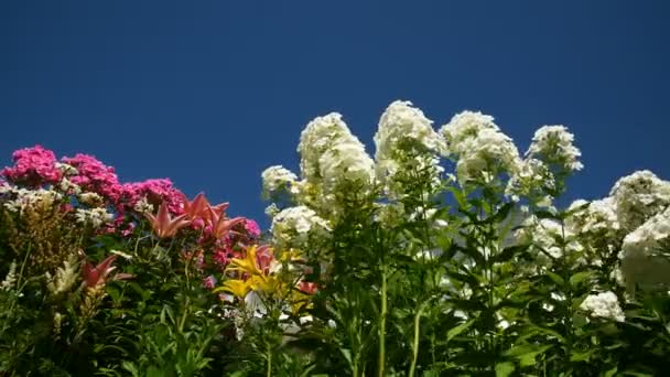 青い空に対して庭の美しい様々な花 Phlox Lilium Matricaria 4Kビデオ — ストック動画