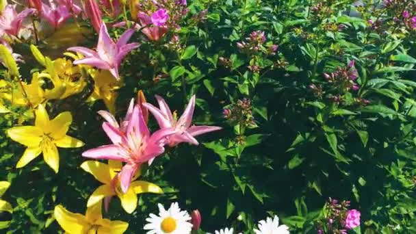 Belas Várias Flores Jardim Fundo Folhas Verdes Phlox Lilium Matricaria — Vídeo de Stock