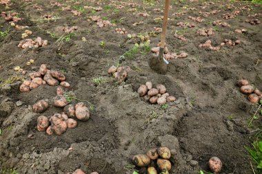 Tarlada taze kazılmış patates. Kırsalda hasat..