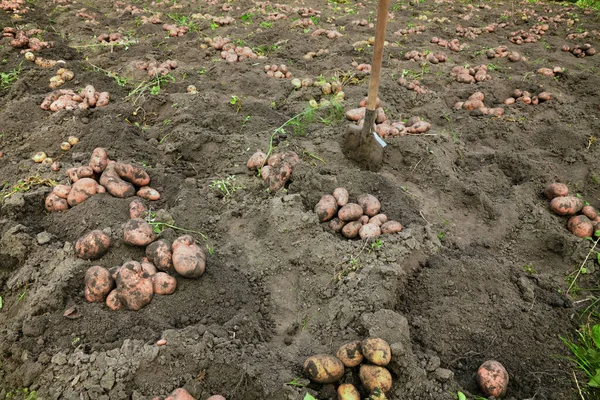 Tarlada taze kazılmış patates. Kırsalda hasat..