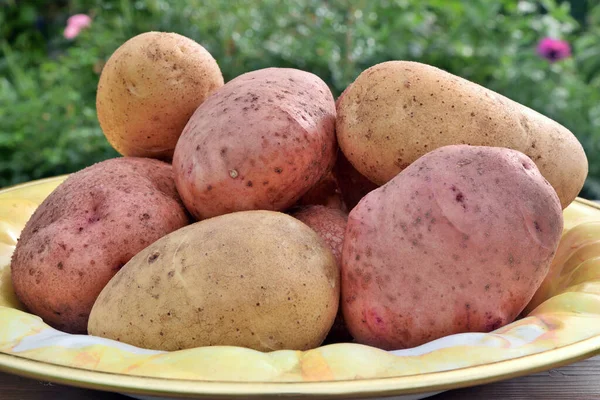 Fresh Dug Potatoes Close Plate Background Green Leaves Harvesting Village — Stock Photo, Image