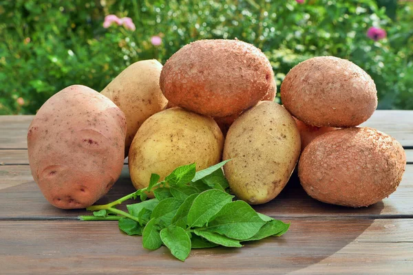 Verse Aardappelen Gegraven Een Houten Tafel Tegen Een Achtergrond Van — Stockfoto
