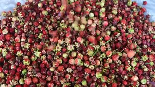 Morangos Maduros Saem Balde Pequenas Bagas Vermelhas Maduras Movimento Lento — Vídeo de Stock