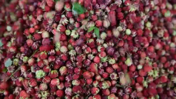 Olgun Orman Çilekleri Kovadan Dökülüyor Küçük Olgun Kırmızı Meyveler — Stok video