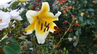Parlak sarı zambak ağaçların yapraklarının arka planında rüzgarda sallanıyor. Güzel çiçekler bahçede yetişir. (Lilium)