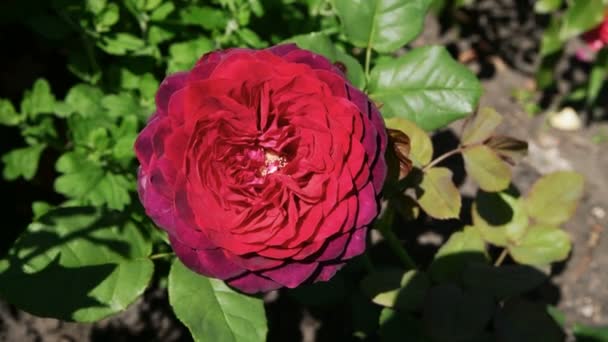 Красивая Красная Роза Летнем Саду Крупным Планом Цветок Плотными Частыми — стоковое видео