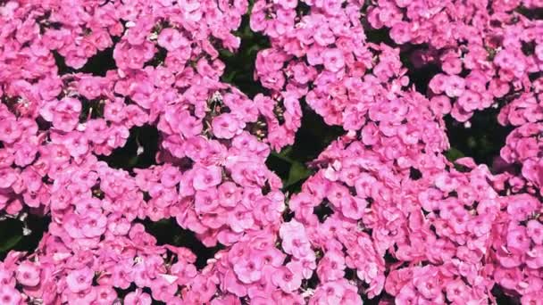 Krásné Červené Malé Květiny Pohybují Větru Phlox Hydrangea Květinové Pozadí — Stock video
