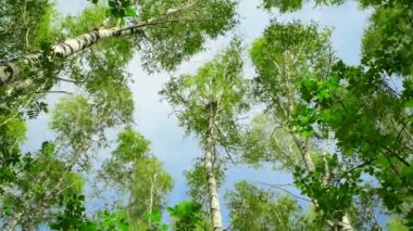 Yeşil yapraklı huş ağaçlarının tepeleri güçlü bir rüzgardan sallanıyor. Ağaçlar gökyüzüne karşı, alt manzara. Koruluktaki kasırga, kötü hava. 4K video.