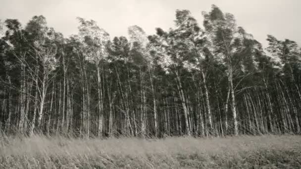 Betulle Con Foglie Ondeggiano Dal Forte Vento Alberi Sullo Sfondo — Video Stock