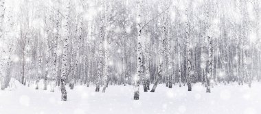 Kış huş ağacı koruluğu. Ormana kar yağıyor. Karla kaplı ağaçlar. Soğuk, soğuk hava. Panoramik resim.