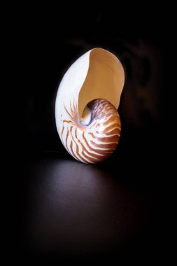 Chambered Nautilus kabuğu Nautilus pompilius pompilius siyah bir arka plan üzerinde izole