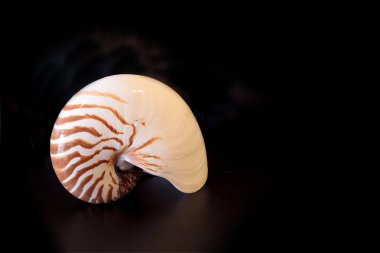 Chambered Nautilus kabuğu Nautilus pompilius pompilius siyah bir arka plan üzerinde izole