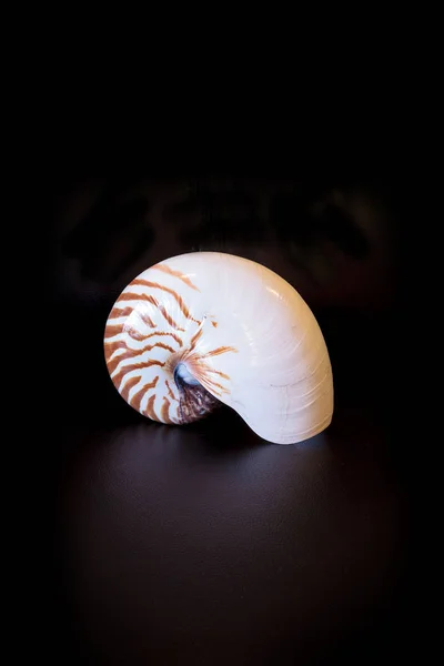 Камерный Nautilus Seashell Nautilus Pompilius Pompilius Изолирован Черном Фоне — стоковое фото