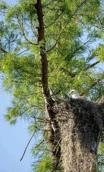 Fuzzy Head Swallow Tailed Kite Elanoides Forficatus Chick Nest Naples — Stock Photo, Image